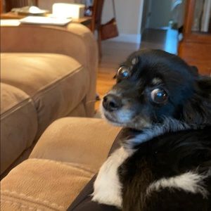 Meet your Posher, Norma